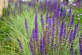 Attēlu rezultāti vaicājumam “Salvia nemorosa fruit”