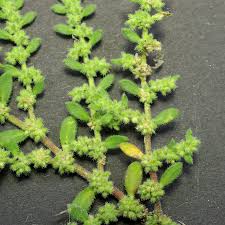 Attēlu rezultāti vaicājumam “Herniaria glabra leaf”