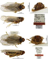 Attēlu rezultāti vaicājumam “Cixius sp.”
