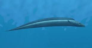 Attēlu rezultāti vaicājumam “Trichia longipalpis”