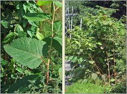 Attēlu rezultāti vaicājumam “Reynoutria sachalinensis”