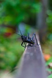 Attēlu rezultāti vaicājumam “Monochamus sutor”