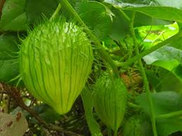 Attēlu rezultāti vaicājumam “Echinocystis lobata”