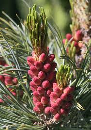Attēlu rezultāti vaicājumam “Pinus pumila male flower”