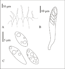 Attēlu rezultāti vaicājumam “Hyaloscypha hyalina”