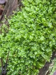 Attēlu rezultāti vaicājumam “Lophocolea”