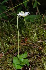 Attēlu rezultāti vaicājumam “Moneses uniflora”