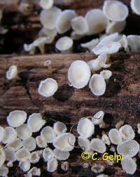 Attēlu rezultāti vaicājumam “Lachnum virgineum”