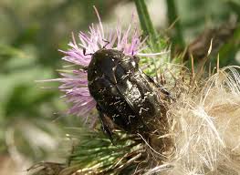 Attēlu rezultāti vaicājumam “Liocola lugubris”