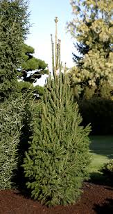 Attēlu rezultāti vaicājumam “Picea”