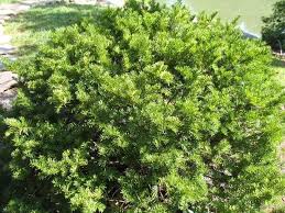 Attēlu rezultāti vaicājumam “Taxus”