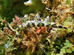 ผลการค้นหารูปภาพสำหรับ Bornella Anguilla