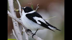 Image result for Ficedula albicollis