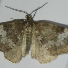 Attēlu rezultāti vaicājumam “Perizoma alchemilla”