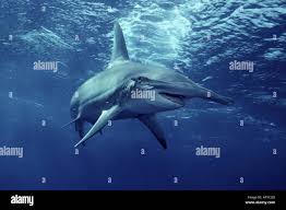 Image result for Sphyrna mokarran