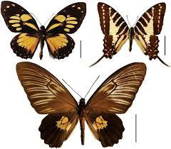 Attēlu rezultāti vaicājumam “Papilionidae”