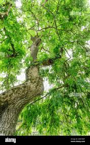 Attēlu rezultāti vaicājumam “Fraxinus excelsior Pendula”