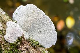 Attēlu rezultāti vaicājumam “Trametes suaveolens”