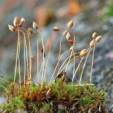 Attēlu rezultāti vaicājumam “Pogonatum dentatum”