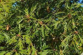 Attēlu rezultāti vaicājumam “Quercus robur fo. pectinata”