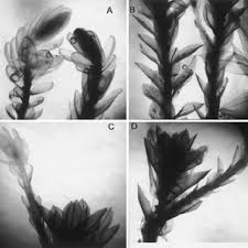Attēlu rezultāti vaicājumam “Bryum neodamense”