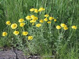 Image result for Anthemis tinctoria