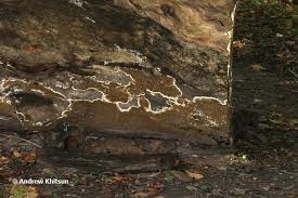 Attēlu rezultāti vaicājumam “Coniophora puteana”