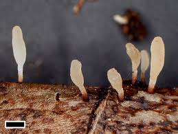 Attēlu rezultāti vaicājumam “Typhula setipes”