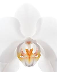 Attēlu rezultāti vaicājumam “Orchidaceae”