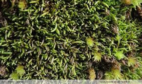 Attēlu rezultāti vaicājumam “Myurella julacea”