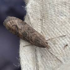 Attēlu rezultāti vaicājumam “Nomophila noctuella”