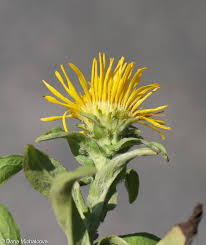 Attēlu rezultāti vaicājumam “Inula britannica flower”