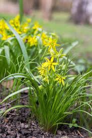 Attēlu rezultāti vaicājumam “Gagea pratensis flower”
