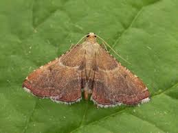 Attēlu rezultāti vaicājumam “Pyralididae”