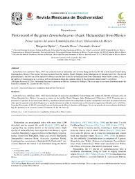 Attēlu rezultāti vaicājumam “Belbodamaeus sp.”