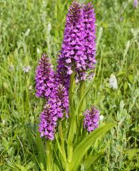 Attēlu rezultāti vaicājumam “Dactylorhiza majalis subsp. baltica”