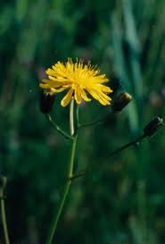 Attēlu rezultāti vaicājumam “Crepis paludosa fruit”
