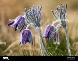 Attēlu rezultāti vaicājumam “Pulsatilla pratensis flower”