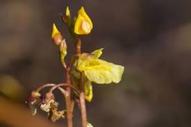 Attēlu rezultāti vaicājumam “Utricularia minor”