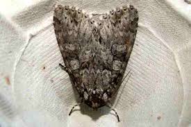 Attēlu rezultāti vaicājumam “Polia nebulosa”