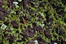 Attēlu rezultāti vaicājumam “Lophozia incisa”