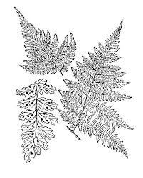 Attēlu rezultāti vaicājumam “Dryopteris expansa”