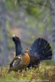 Attēlu rezultāti vaicājumam “Tetrao urogallus male”