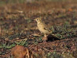 Image result for Anthus godlewskii