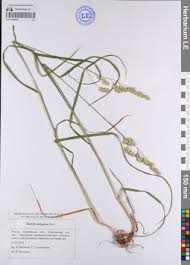 Attēlu rezultāti vaicājumam “Dactylis polygama”