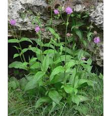 Image result for Knautia dipsacifolia