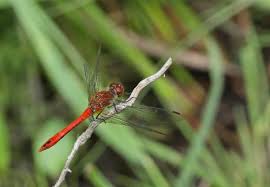 Attēlu rezultāti vaicājumam “Sympetrum sanguineum male”
