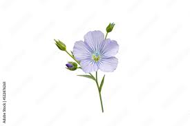 Attēlu rezultāti vaicājumam “Linum usitatissimum bud”