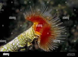 Attēlu rezultāti vaicājumam “Didymium serpula macro”