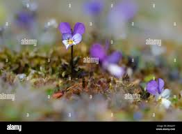 Attēlu rezultāti vaicājumam “Viola tricolor subsp. curtisii bud”